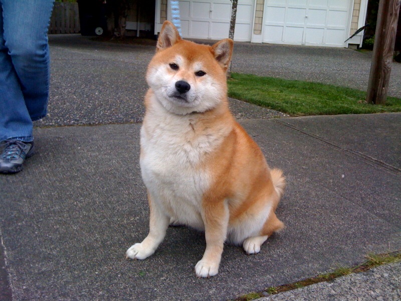 shiba inu mini poodle mix