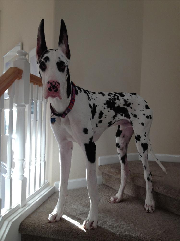great dane mixed with husky