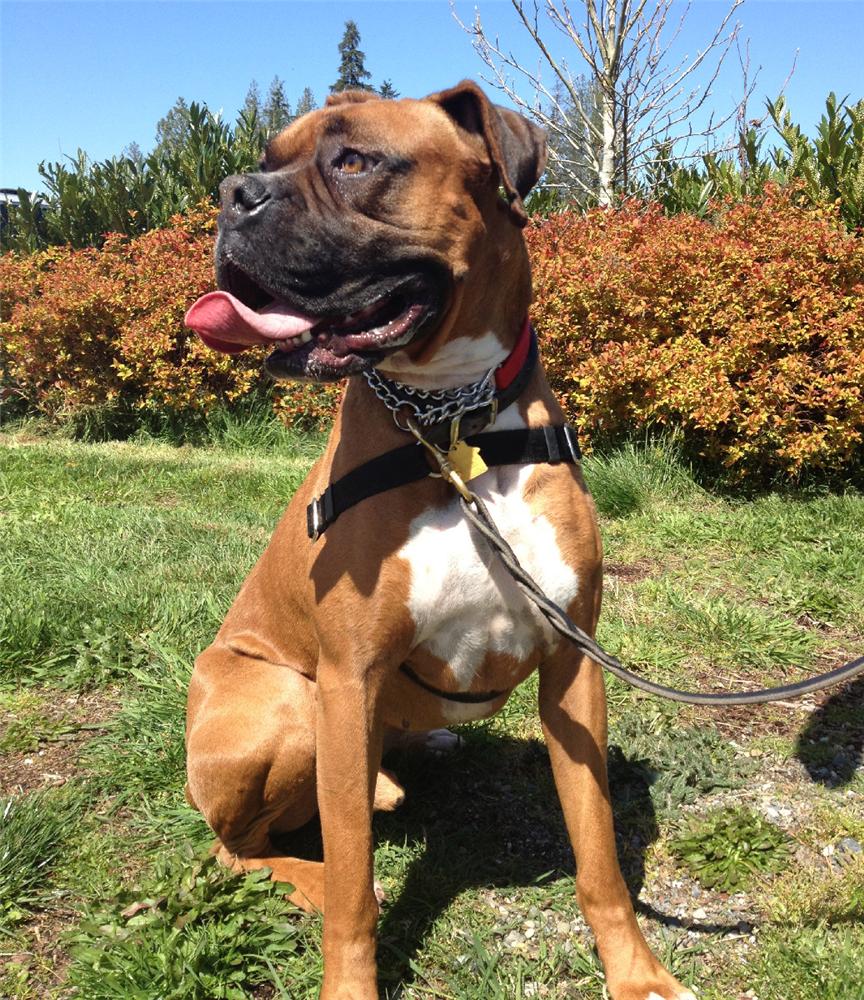 boxer bernese mountain dog mix