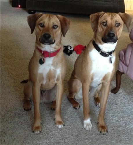 beagle rhodesian ridgeback mix