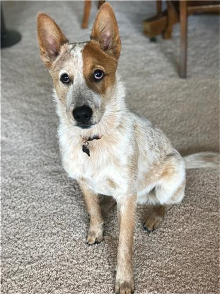 australian cattle dog mix breeds