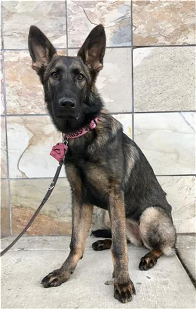 bouvier shepherd mix