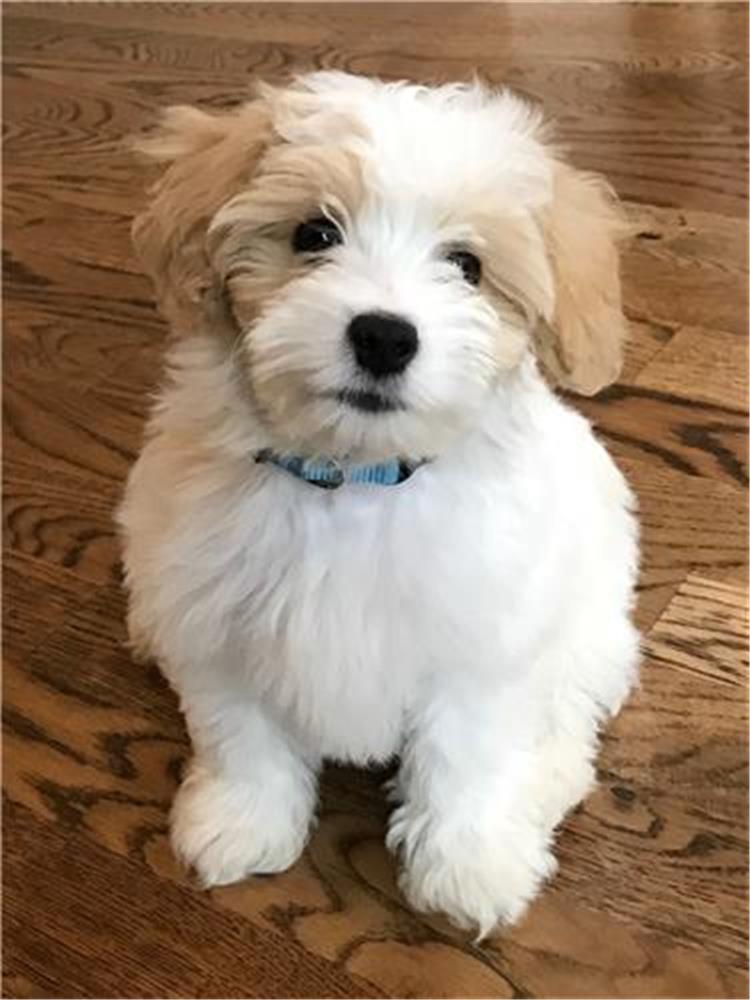 havanese king charles mix