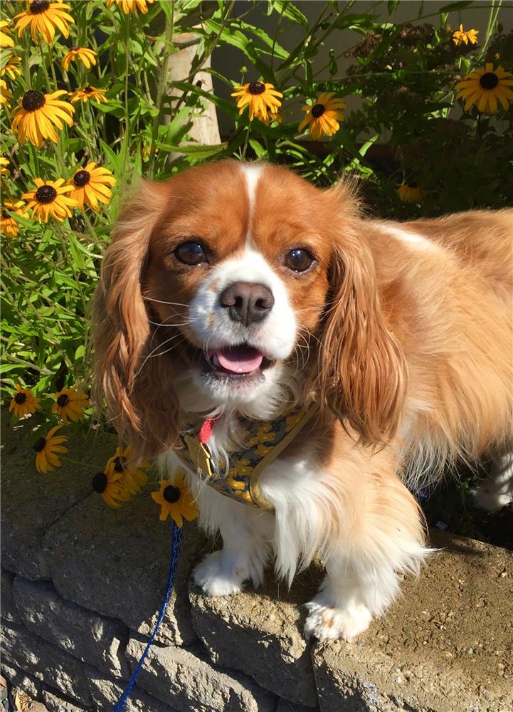 pomeranian cavalier king charles spaniel mix