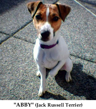 akc jack russell terrier