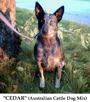 belgian malinois australian cattle dog mix