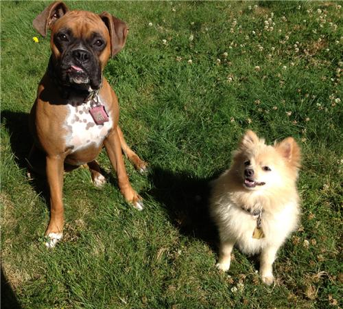 boxer pomeranian mix