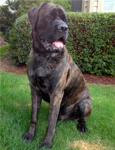 english mastiff newfoundland mix