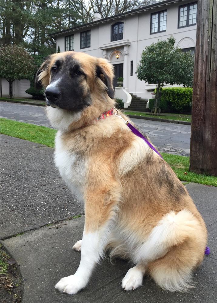 leonberger akita mix