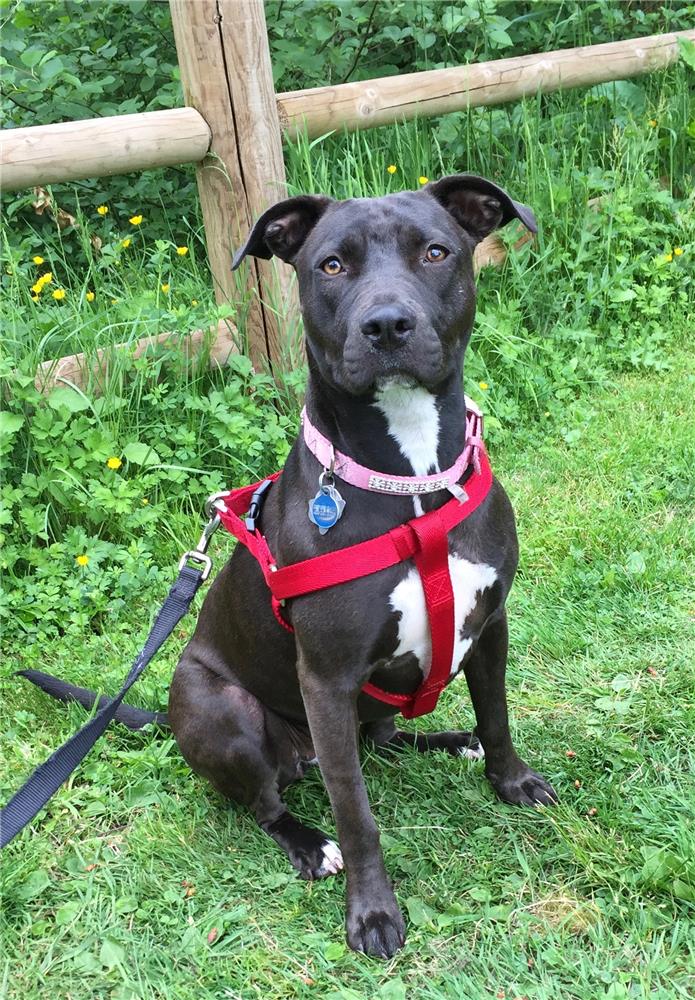 pitbull schnauzer mix