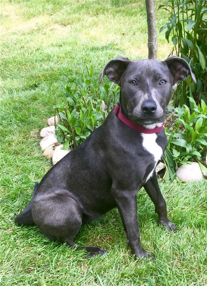 pitbull schnauzer mix