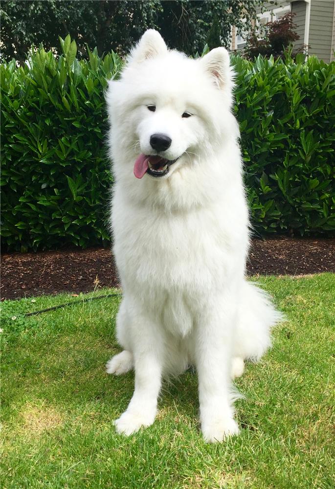 samoyed newfoundland mix